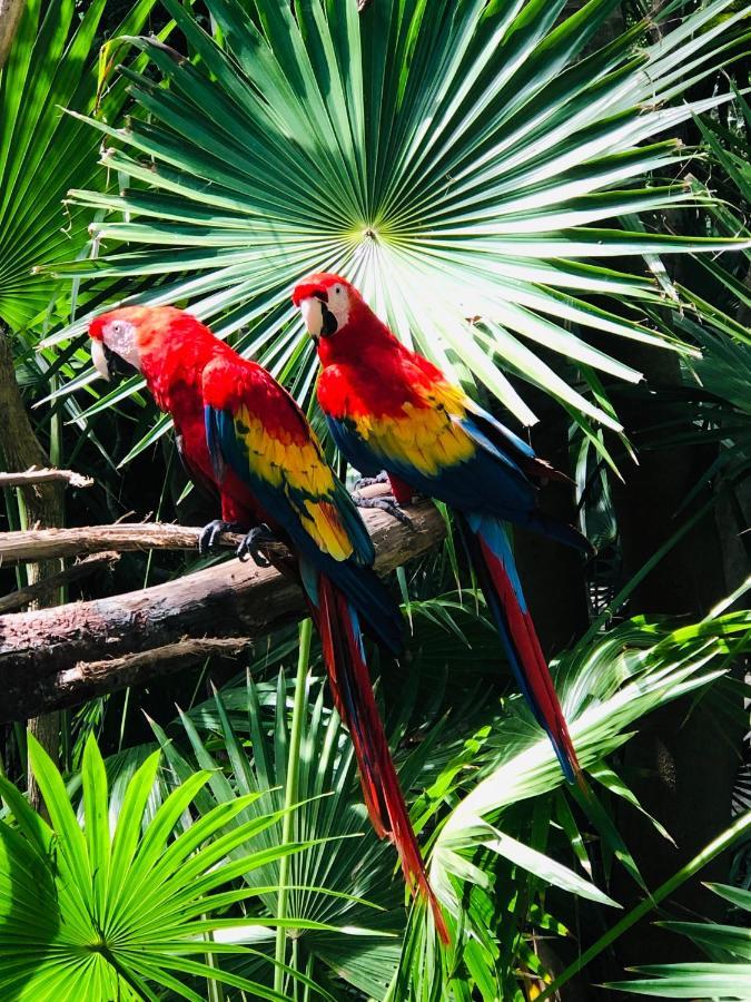 Hacienda Xcaret Hotel Solidaridad Екстериор снимка